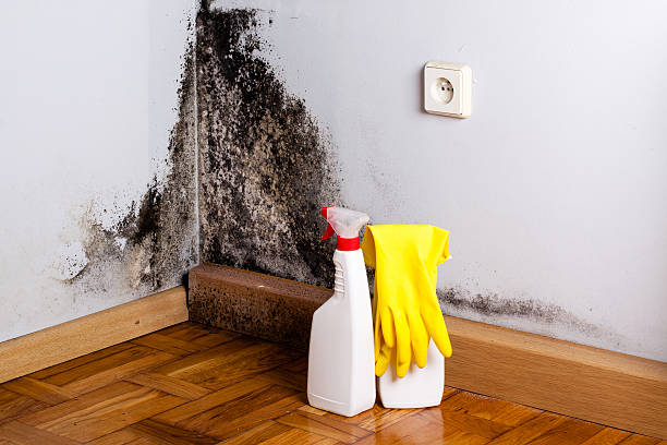 Best Toxic Mold Removal  in Brook Highland, AL